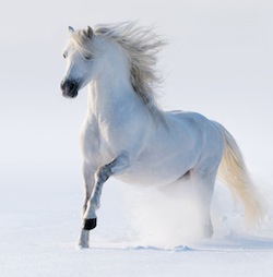 Galloping white horse