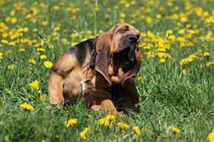 saint-hubert se grattant l'oreille dans l'herbe -fleurs jaunes