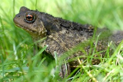 Le crapaud dans l'herbe