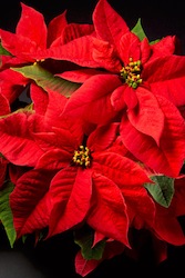 Poinsettia Plant