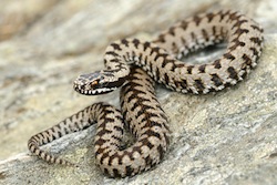 european adder (Vipera berus)