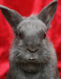 Incisives anormales chez un lapin présentant une malocclusion dentaire
