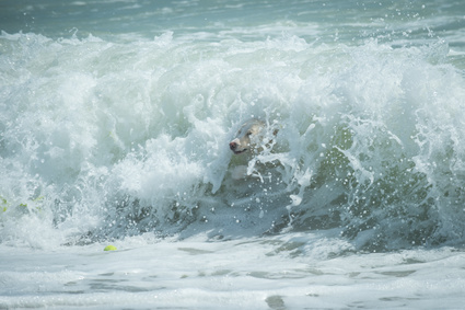 Color picture of a dog jumping in a wave