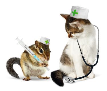 Veterinary concept, funny chipmunk and cat with phonendoscope a