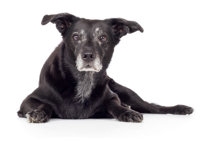 Schwarzer alter Hund Mischling liegt intesessiert auf Boden