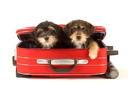 chiots dans valise rouge - sports d'hiver