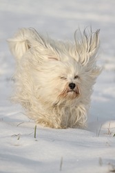 chien blanc qui court dans neige - sports d'hiver