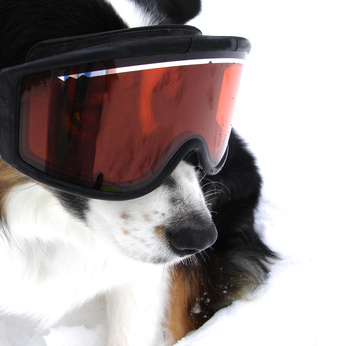 chien avec masque de ski - sports d'hiver