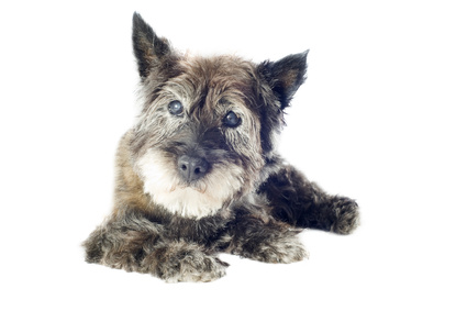 cairn terrier