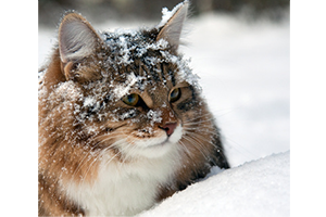 Lire la suite à propos de l’article Prendre soin de son chien et de son chat en hiver
