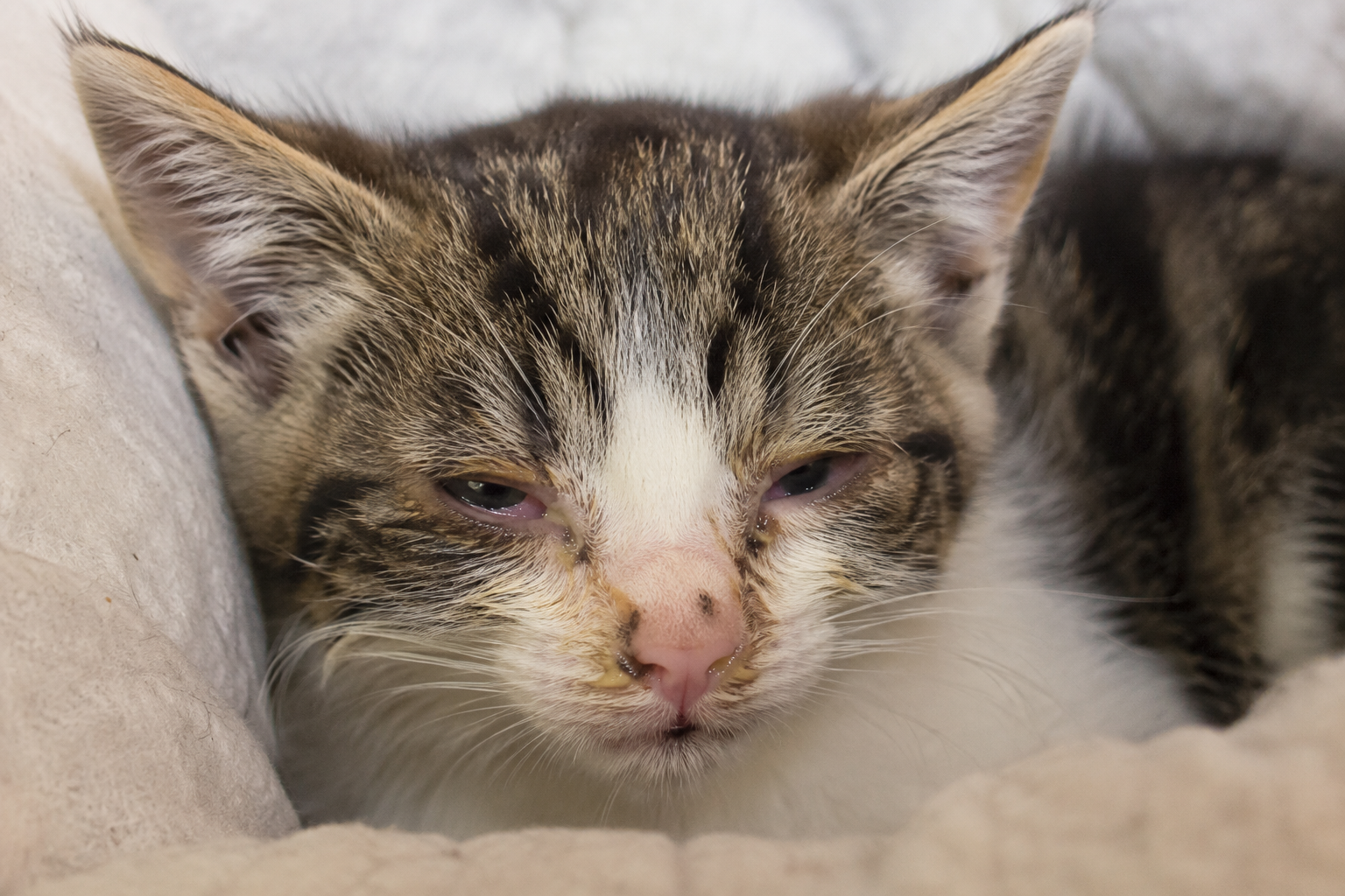 Chaton atteint de coryza présentant un écoulement nasal et oculaire