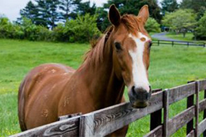 Lire la suite à propos de l’article La fourbure du cheval