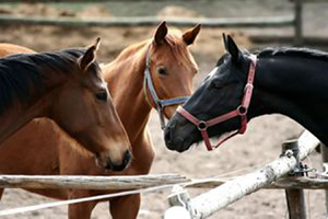 Lire la suite à propos de l’article Activité sexuelle du cheval