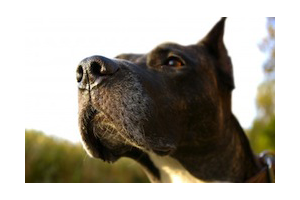 Lire la suite à propos de l’article Permis de détention des chiens de catégorie