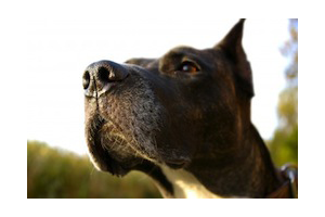 Lire la suite à propos de l’article Permis de détention des chiens de catégorie