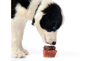 Lire la suite à propos de l’article Saviez-vous que le chocolat est toxique pour votre chien ?