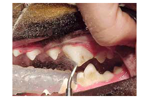 Lire la suite à propos de l’article Hygiène de votre animal : les dents
