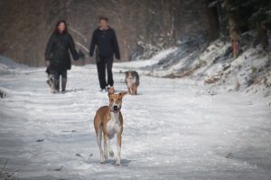 Lire la suite à propos de l’article Emmener son chien aux sports d’hiver