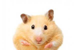Lire la suite à propos de l’article Présentation du hamster