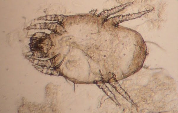 Acarien Cheyletiella vu au microscope, responsable de la cheyletiellose du chien, du chat et du lapin