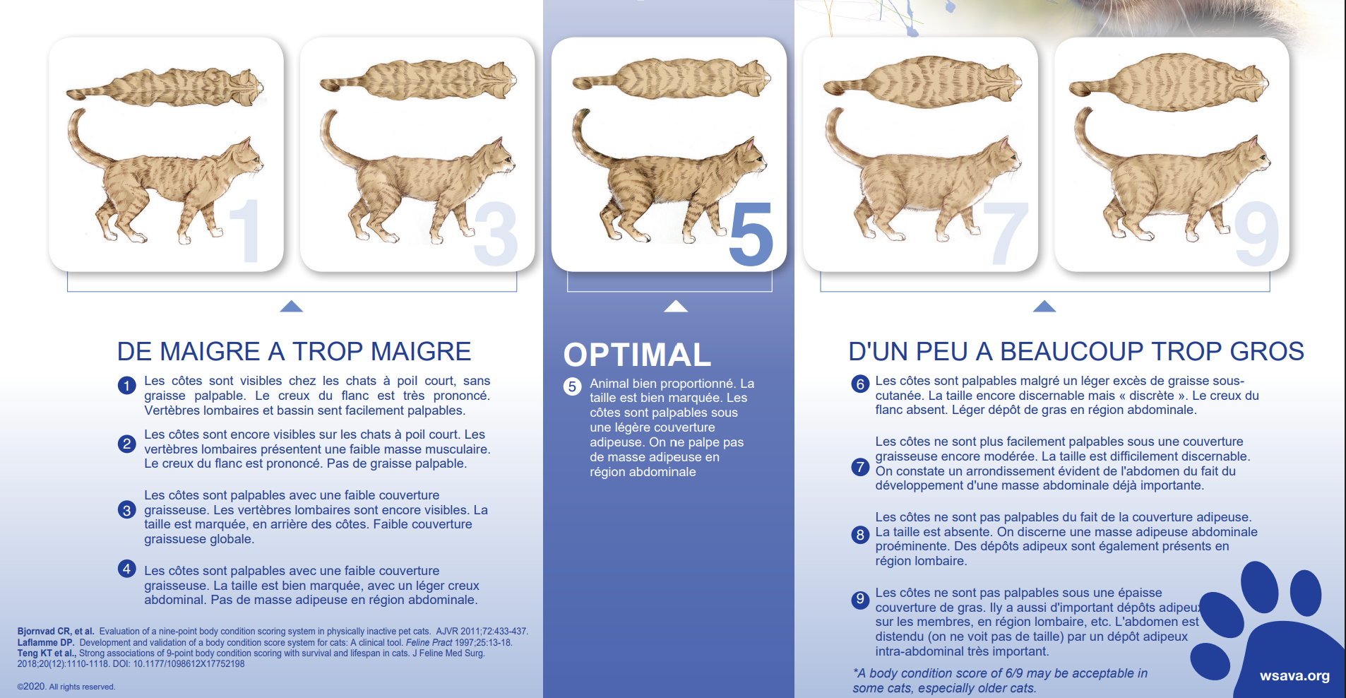 Échelle de note d'état corporel du chat sur 9 points, du chat maigre au chat obèse, vues de dessus et de profil