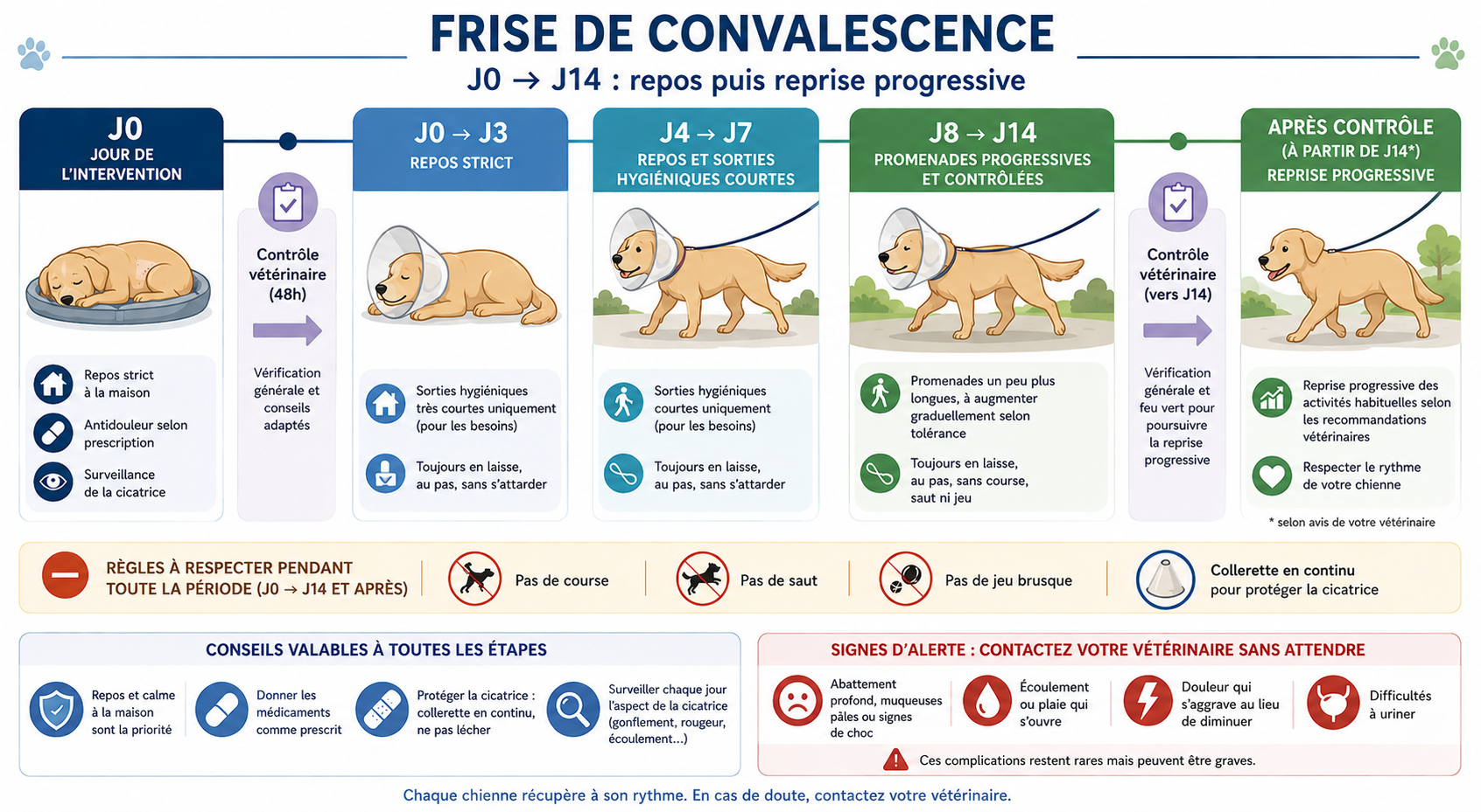 Frise de convalescence J0 → J14, repos puis reprise progressive