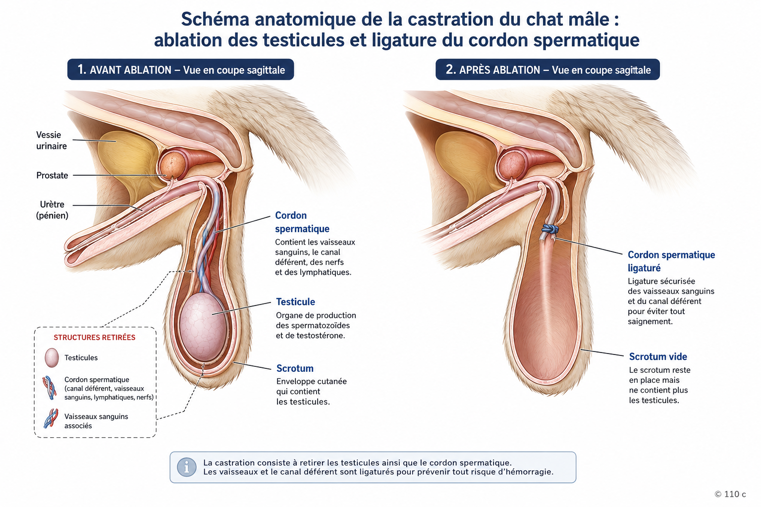 Schéma anatomique de la castration du chat mâle : ablation des testicules et ligature du cordon spermatique