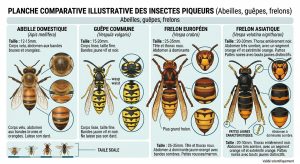 Lire la suite à propos de l’article Piqûre d&rsquo;insecte chez le chat : reconnaître la gravité, agir, consulter