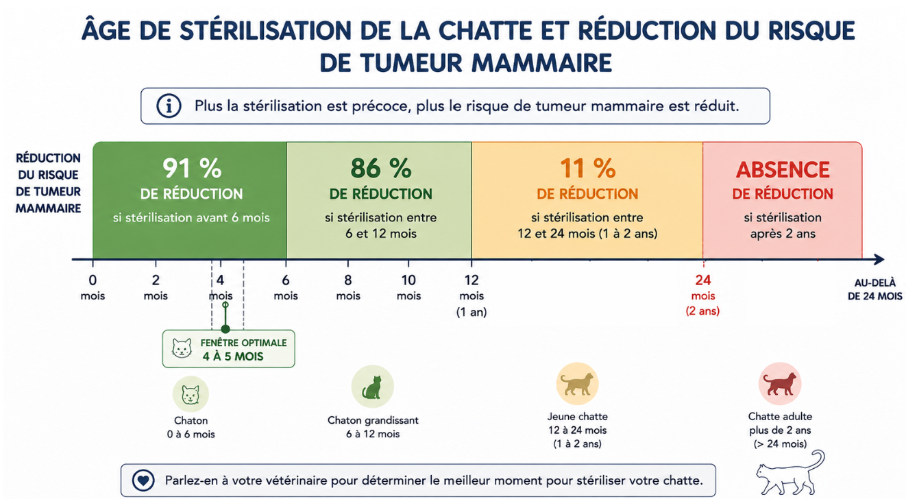 Frise de l'âge de stérilisation de la chatte et réduction du risque de tumeur mammaire