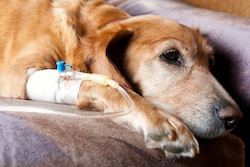 dog lying on bed with cannula in vein taking infusion