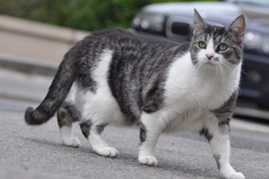 Lire la suite à propos de l’article La castration du chat