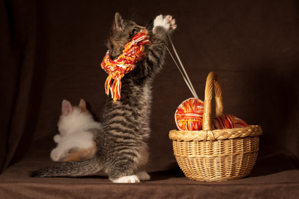 Kitten playing