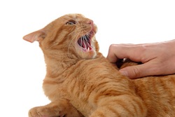 chat roux en colère