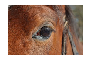 Lire la suite à propos de l’article Fluxion périodique du cheval