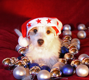 chien_noel