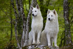 Lire la suite à propos de l’article Pourquoi protéger mon chien contre les tiques ?