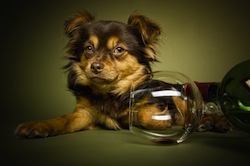 Chihuahua Mischling mit Wein und Glas