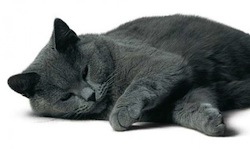 mue-chat-chartreux