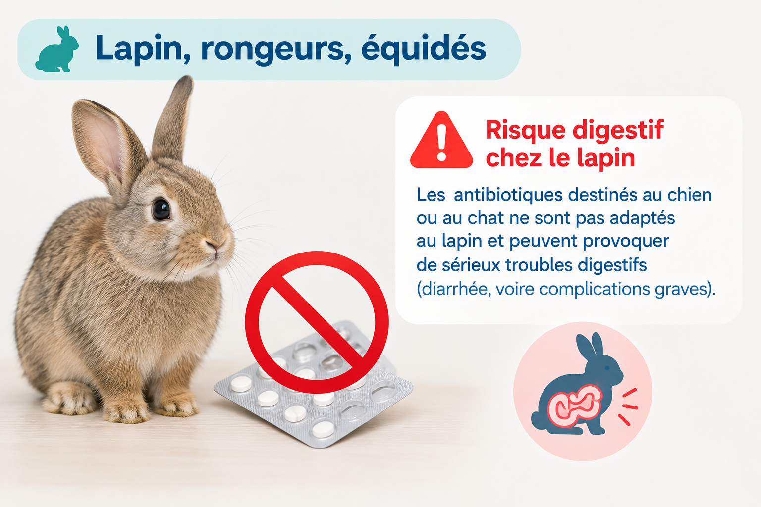 Mise en garde sur l'administration d'antibiotiques du chien ou du chat à un lapin