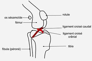 Lire la suite à propos de l’article La Rupture du Ligament croisé crânial