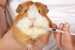 Lire la suite à propos de l’article Le vétérinaire a prescrit un traitement antibiotique à mon animal