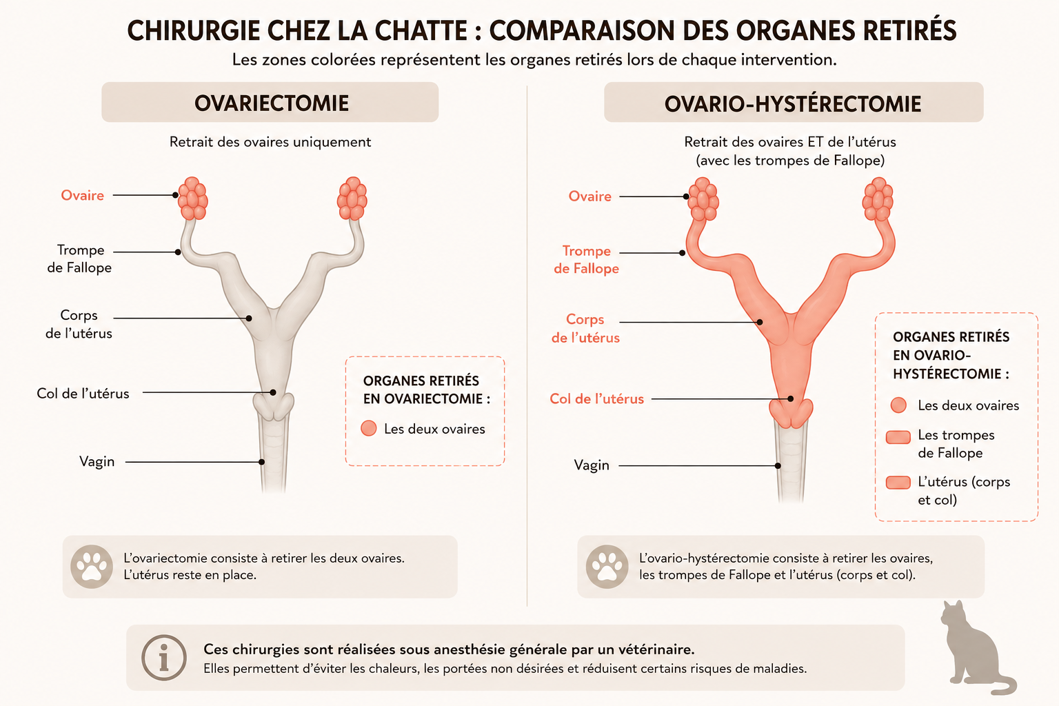 Schéma comparant ovariectomie et ovario-hystérectomie chez la chatte, organes retirés en couleur