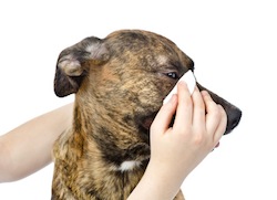 Veterinarian cleans eyes to a dog. isolated on white background