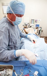 Veterniarian performing sterilization operation on dog