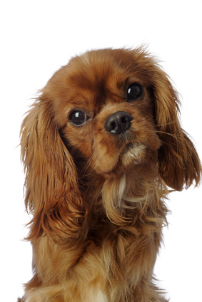 portrait expressif d'un cavalier king Charles au regard tendre