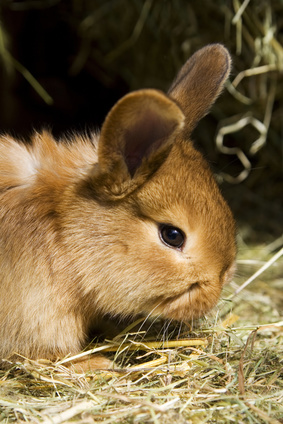 the baby rabbits