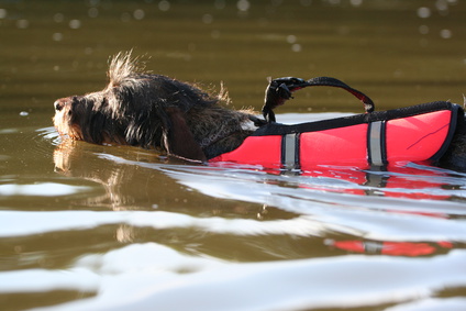 baignades-chien dans l'eau avec gilet de sauvetage