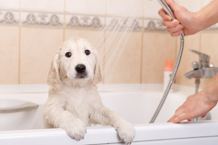 golden retriever puppy is taking a shower at home