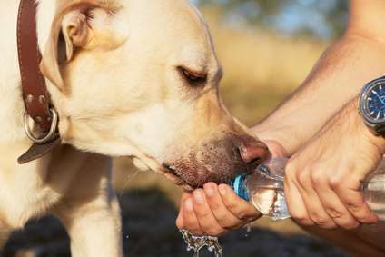 baignades-chien buvant de l'eau dans une main