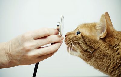 main brandissant un stethoscope devant museau d'un chat-toxoplasmose